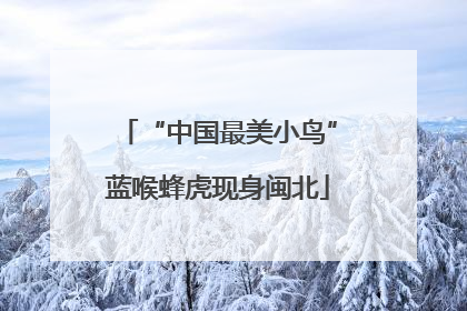 “中国最美小鸟”蓝喉蜂虎现身闽北