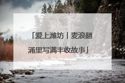 爱上潍坊丨麦浪翻涌里写满丰收故事