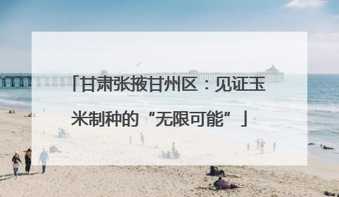甘肃张掖甘州区：见证玉米制种的“无限可能”