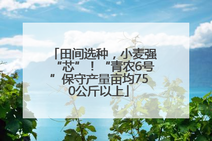 田间选种，小麦强“芯”！“青农6号”保守产量亩均750公斤以上