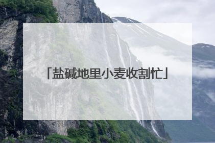 盐碱地里小麦收割忙