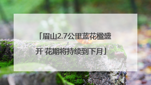 眉山2.7公里蓝花楹盛开 花期将持续到下月