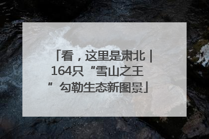 看，这里是肃北｜164只“雪山之王”勾勒生态新图景