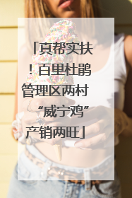 真帮实扶！百里杜鹃管理区两村“威宁鸡”产销两旺