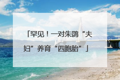 罕见！一对朱鹮“夫妇”养育“四胞胎”