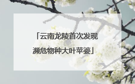 云南龙陵首次发现濒危物种大叶苹婆