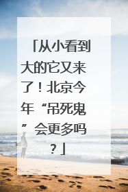 从小看到大的它又来了！北京今年“吊死鬼”会更多吗？