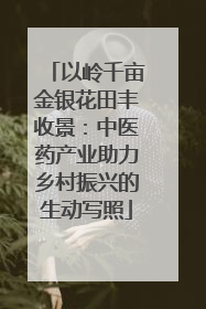 以岭千亩金银花田丰收景：中医药产业助力乡村振兴的生动写照
