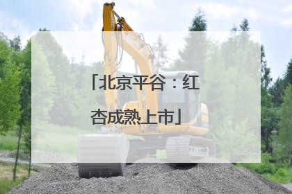 北京平谷：红杏成熟上市
