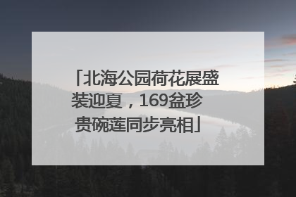 北海公园荷花展盛装迎夏，169盆珍贵碗莲同步亮相