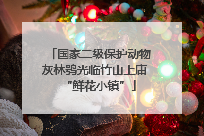 国家二级保护动物灰林鸮光临竹山上庸“鲜花小镇”