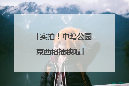 实拍！中坞公园京西稻插秧啦
