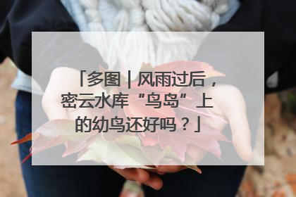 多图｜风雨过后，密云水库“鸟岛”上的幼鸟还好吗？