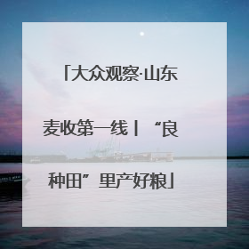 大众观察·山东麦收第一线丨“良种田”里产好粮