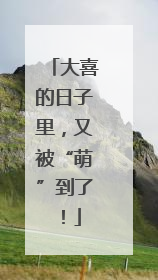 大喜的日子里，又被“萌”到了！