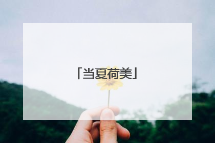 当夏荷美