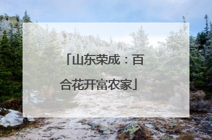 山东荣成：百合花开富农家