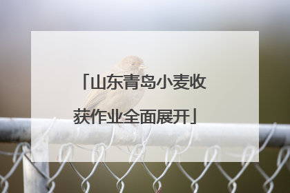 山东青岛小麦收获作业全面展开
