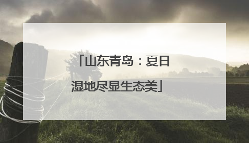 山东青岛：夏日湿地尽显生态美