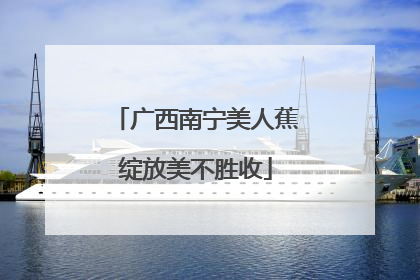 广西南宁美人蕉绽放美不胜收