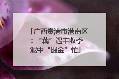 广西贵港市港南区：“藕”遇丰收季 泥中“掘金”忙