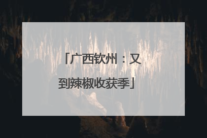 广西钦州：又到辣椒收获季