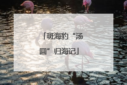 斑海豹“汤圆”归海记
