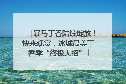 暴马丁香陆续绽放！快来观赏，冰城最美丁香季“终极大招”