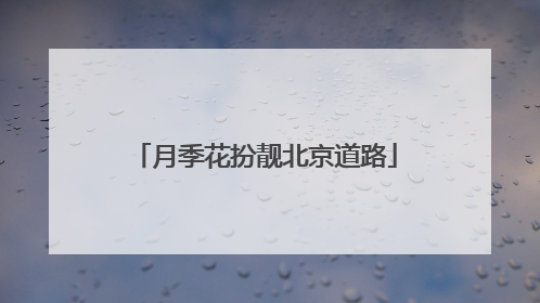 月季花扮靓北京道路