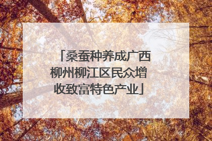 桑蚕种养成广西柳州柳江区民众增收致富特色产业