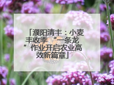 濮阳清丰：小麦丰收季 “一条龙”作业开启农业高效新篇章