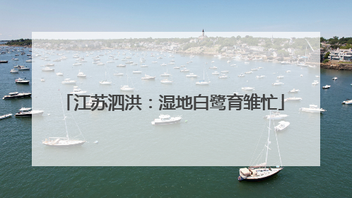 江苏泗洪：湿地白鹭育雏忙