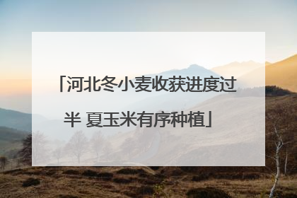 河北冬小麦收获进度过半 夏玉米有序种植