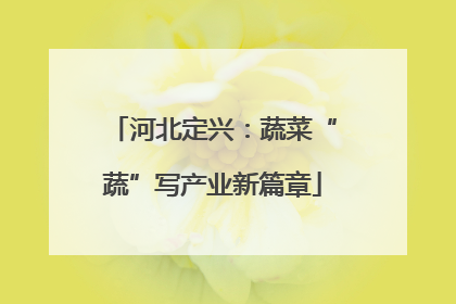 河北定兴：蔬菜“蔬”写产业新篇章