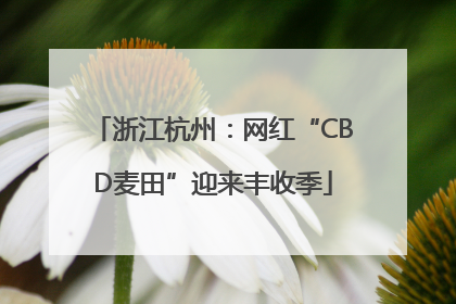 浙江杭州：网红“CBD麦田”迎来丰收季