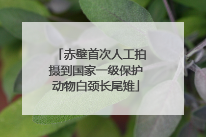 赤壁首次人工拍摄到国家一级保护动物白颈长尾雉