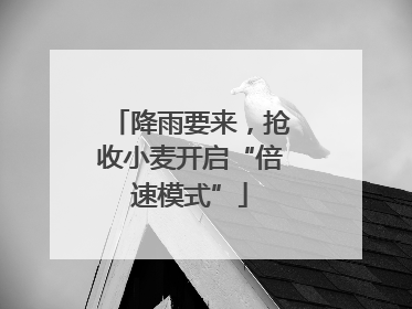 降雨要来，抢收小麦开启“倍速模式”