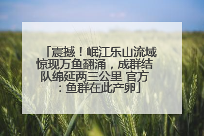 震撼！岷江乐山流域惊现万鱼翻涌，成群结队绵延两三公里 官方：鱼群在此产卵