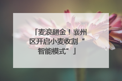 麦浪翻金！襄州区开启小麦收割“智能模式”