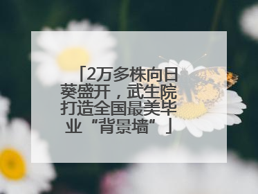 2万多株向日葵盛开，武生院打造全国最美毕业“背景墙”